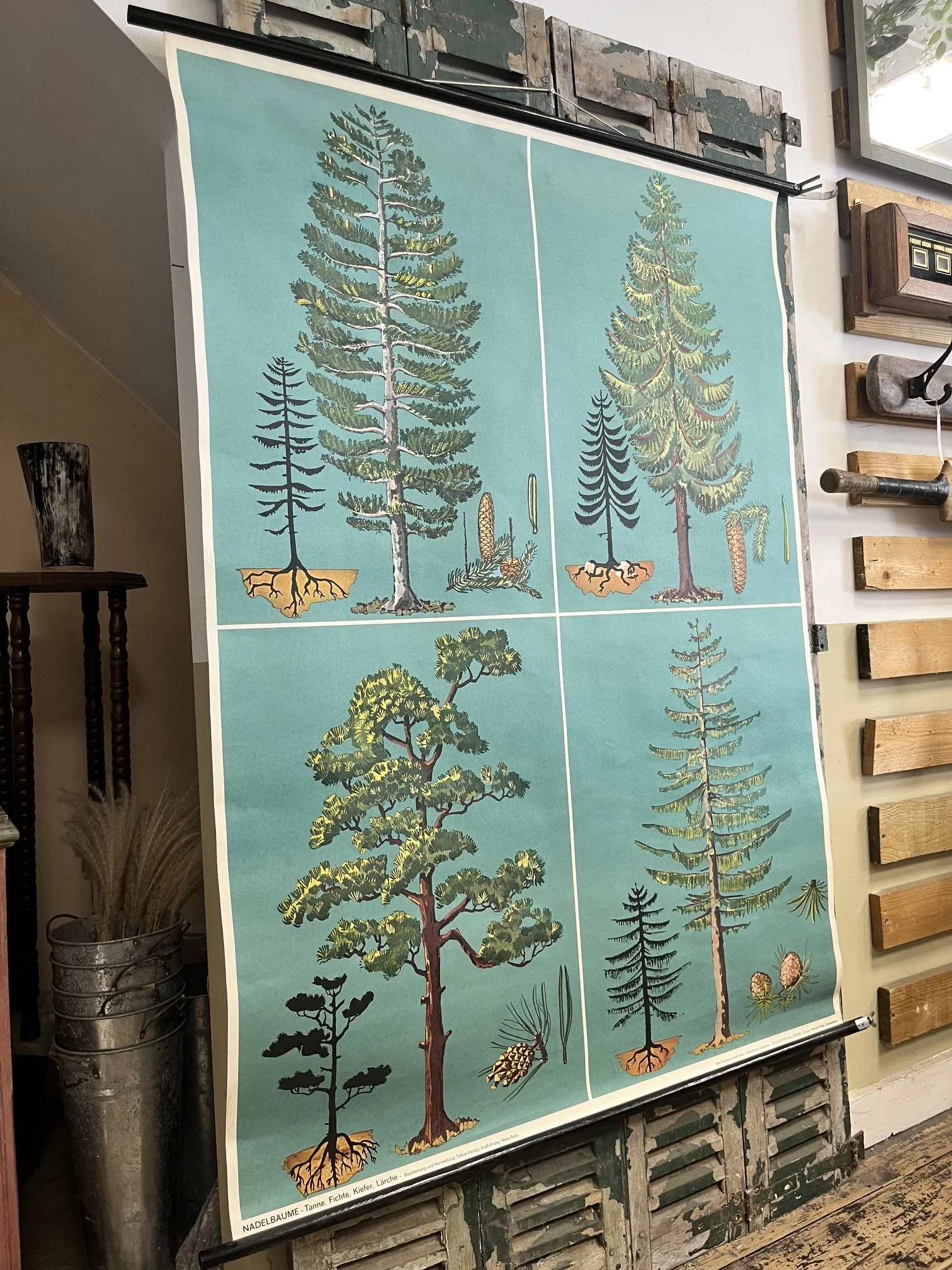 winterbearhome-botanical-chart-trees-05.jpeg