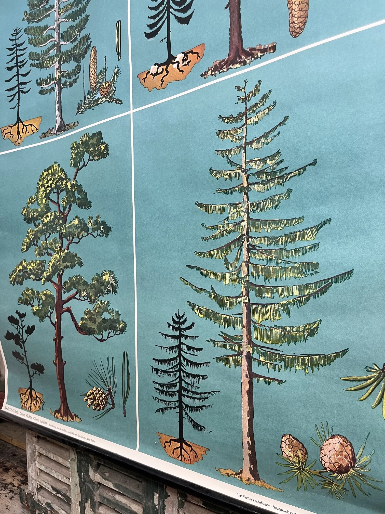 winterbearhome-botanical-chart-trees-01.jpeg