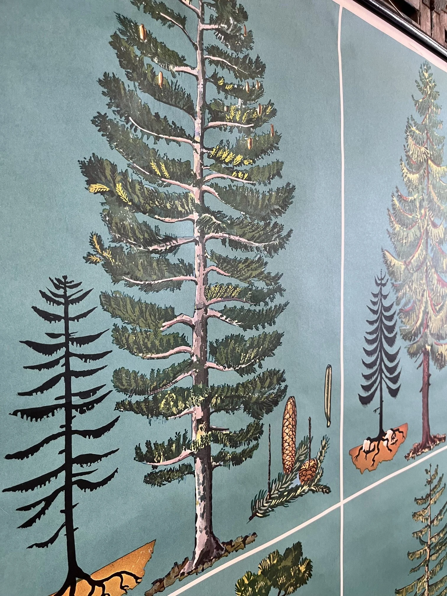 winterbearhome-botanical-chart-trees-02.jpeg
