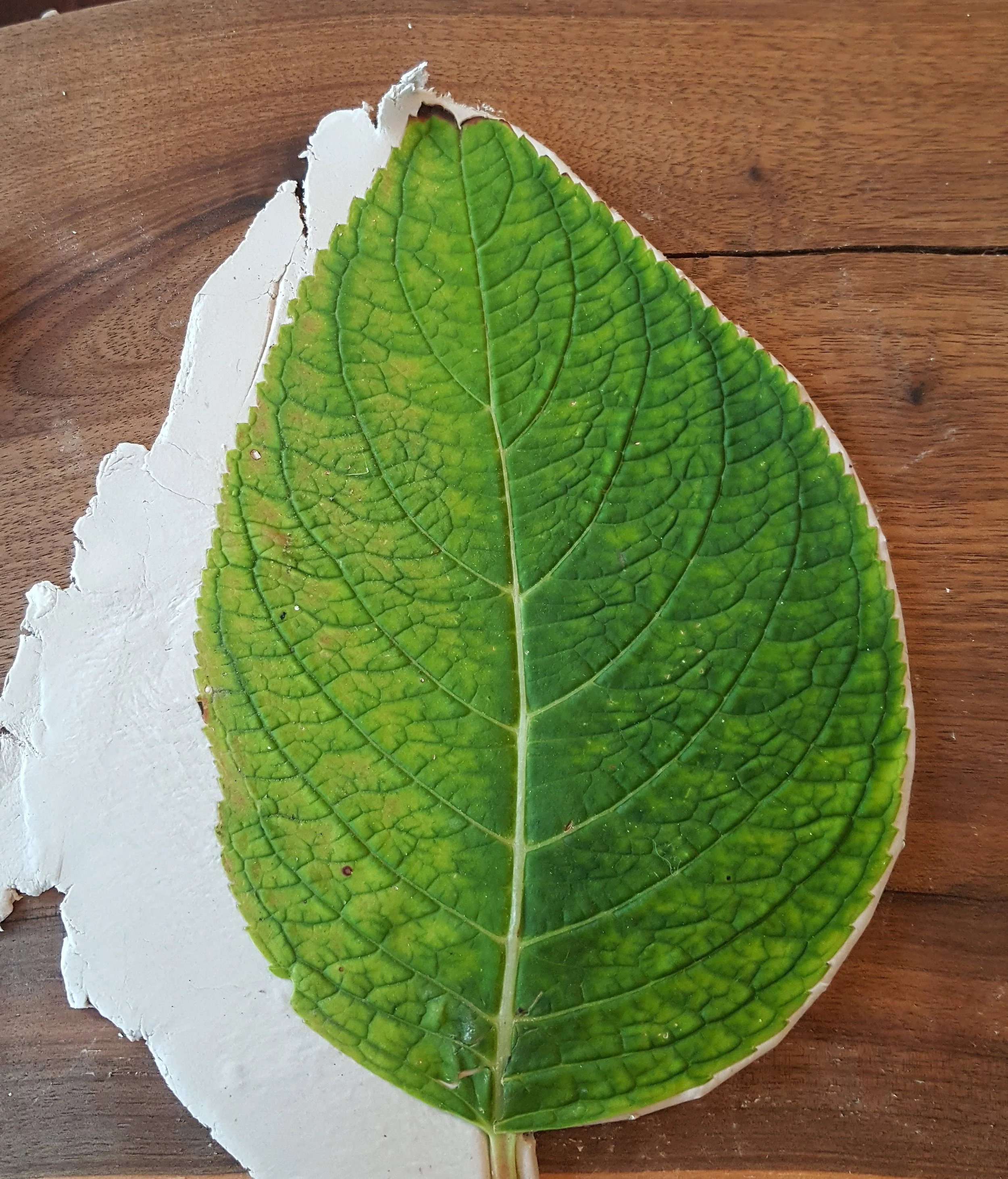 Trimming clay from the hydrangea leaf