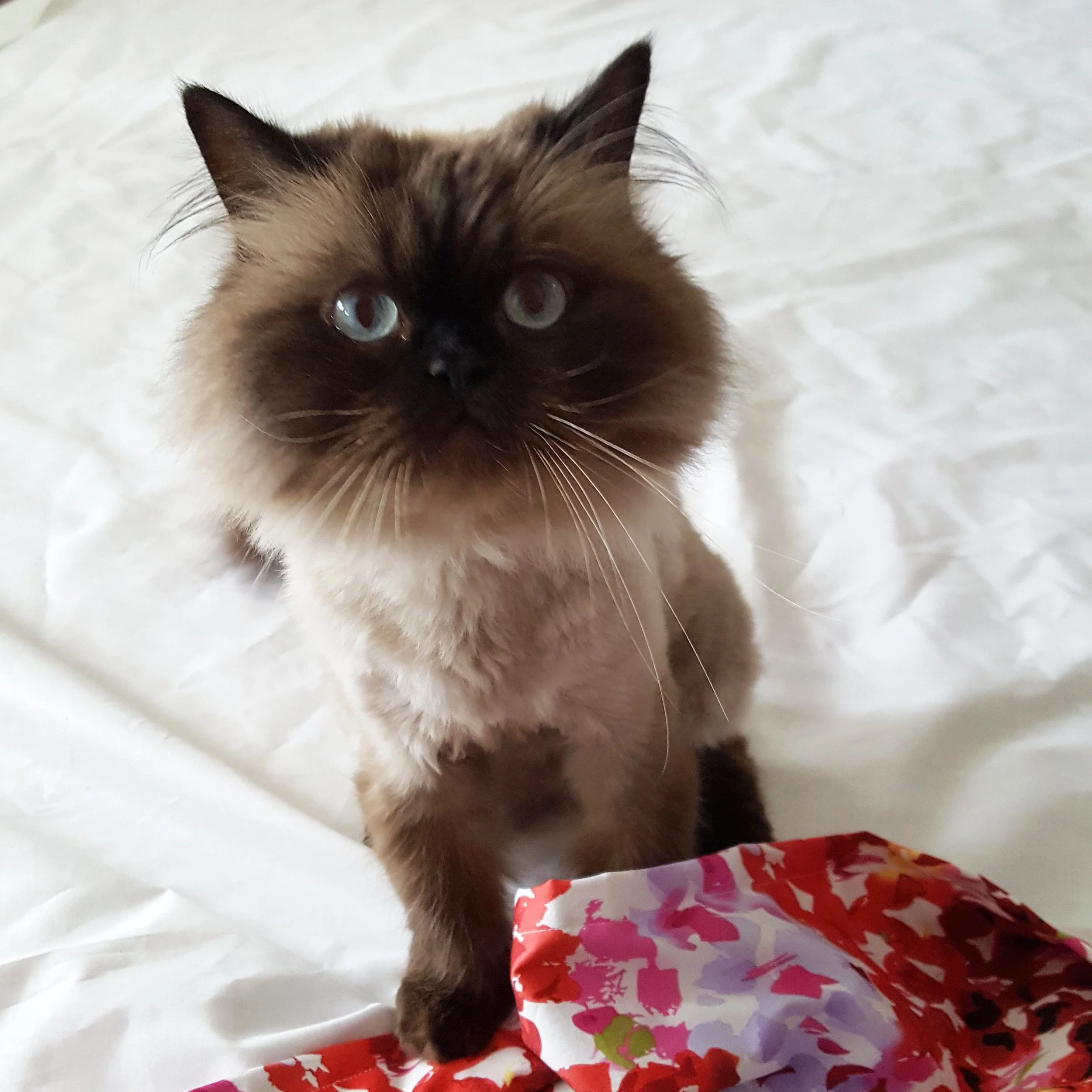 Our not-so-helpful helper “Poppy”