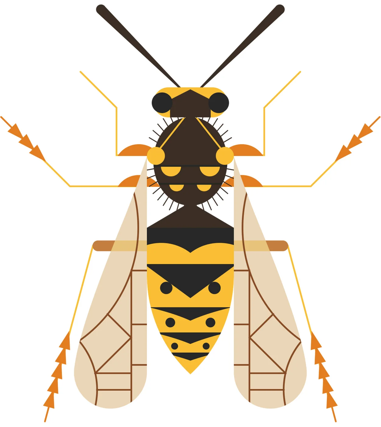 Common-Wasp_1250.jpg