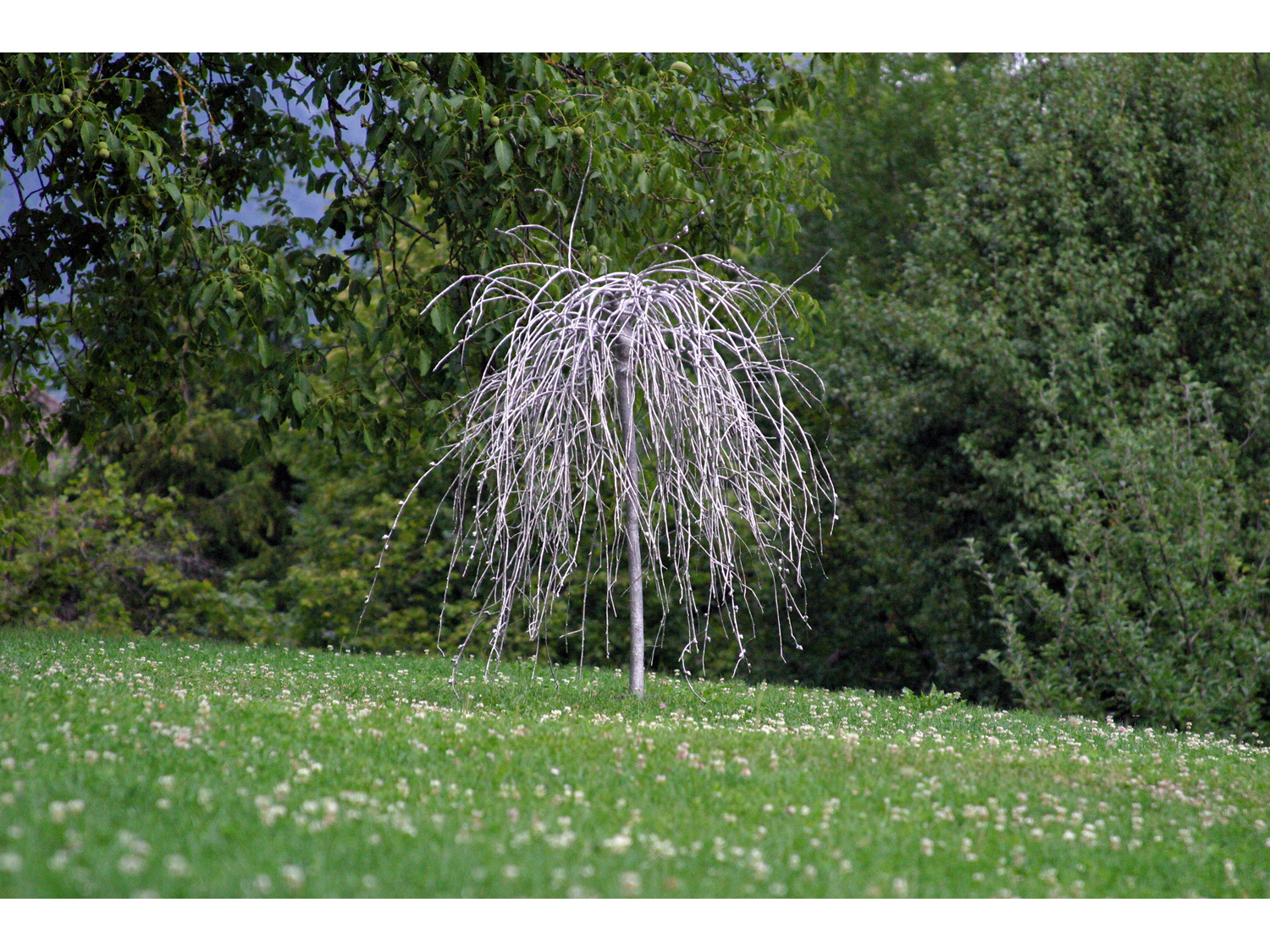 01_pussy_willow_tree_new.jpg