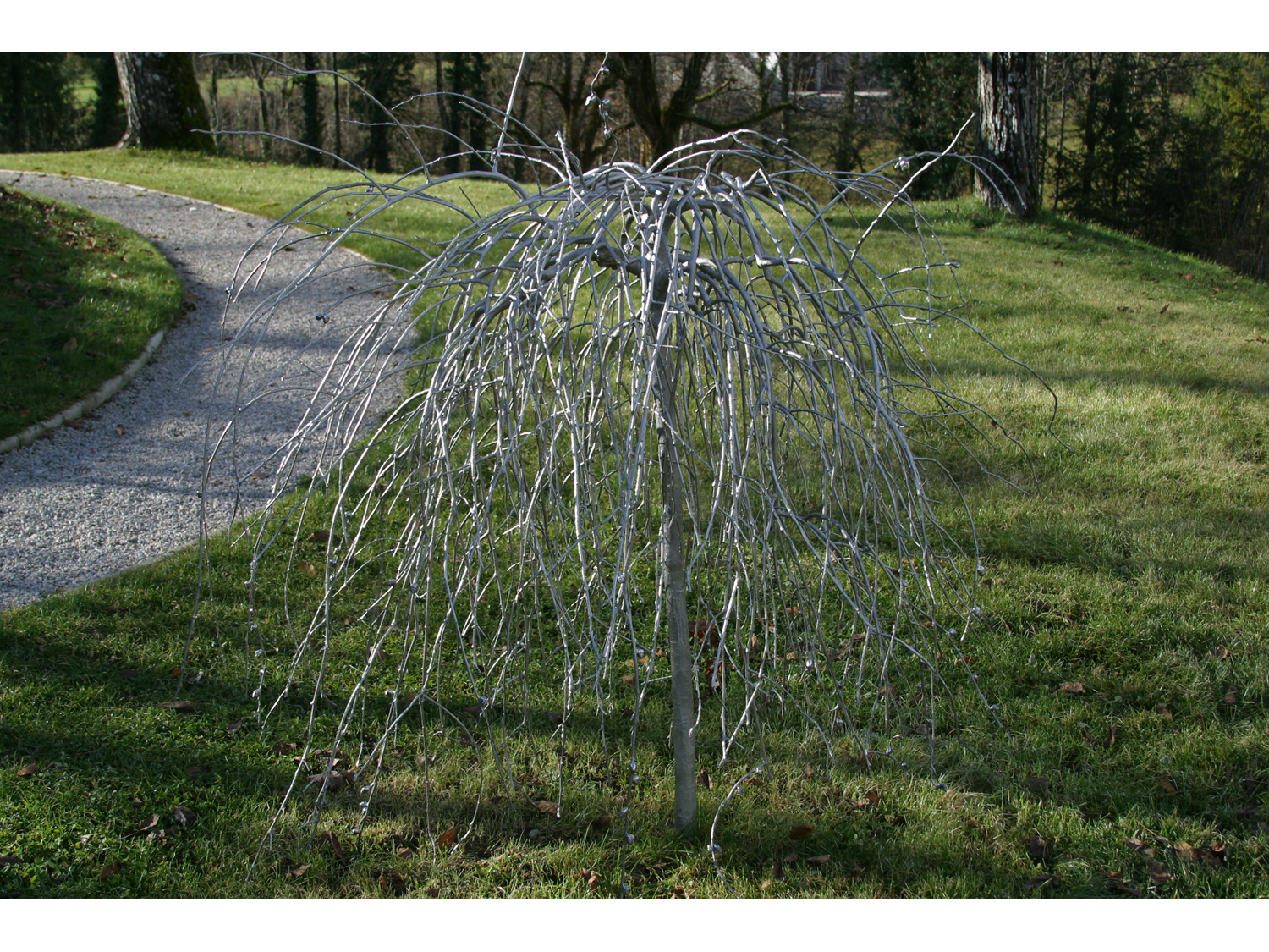 07_pussy_willow_tree_new.jpg