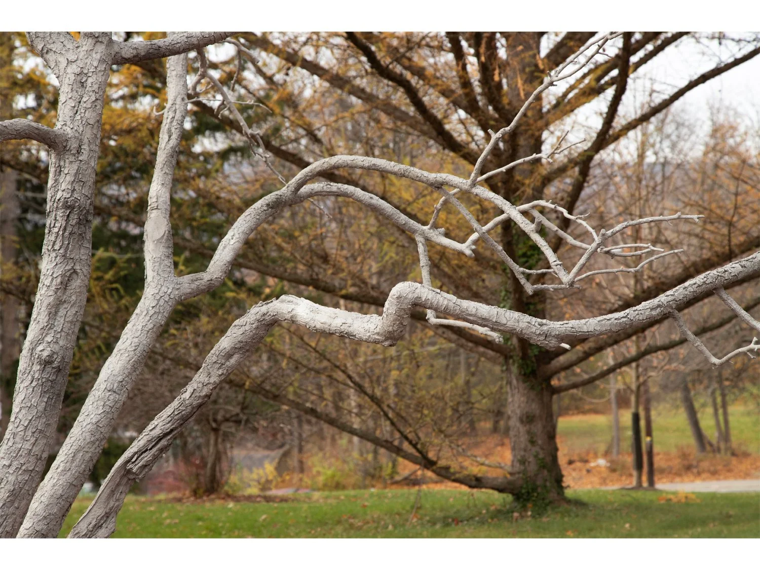 05_Pondick_Untitled Tree.jpg