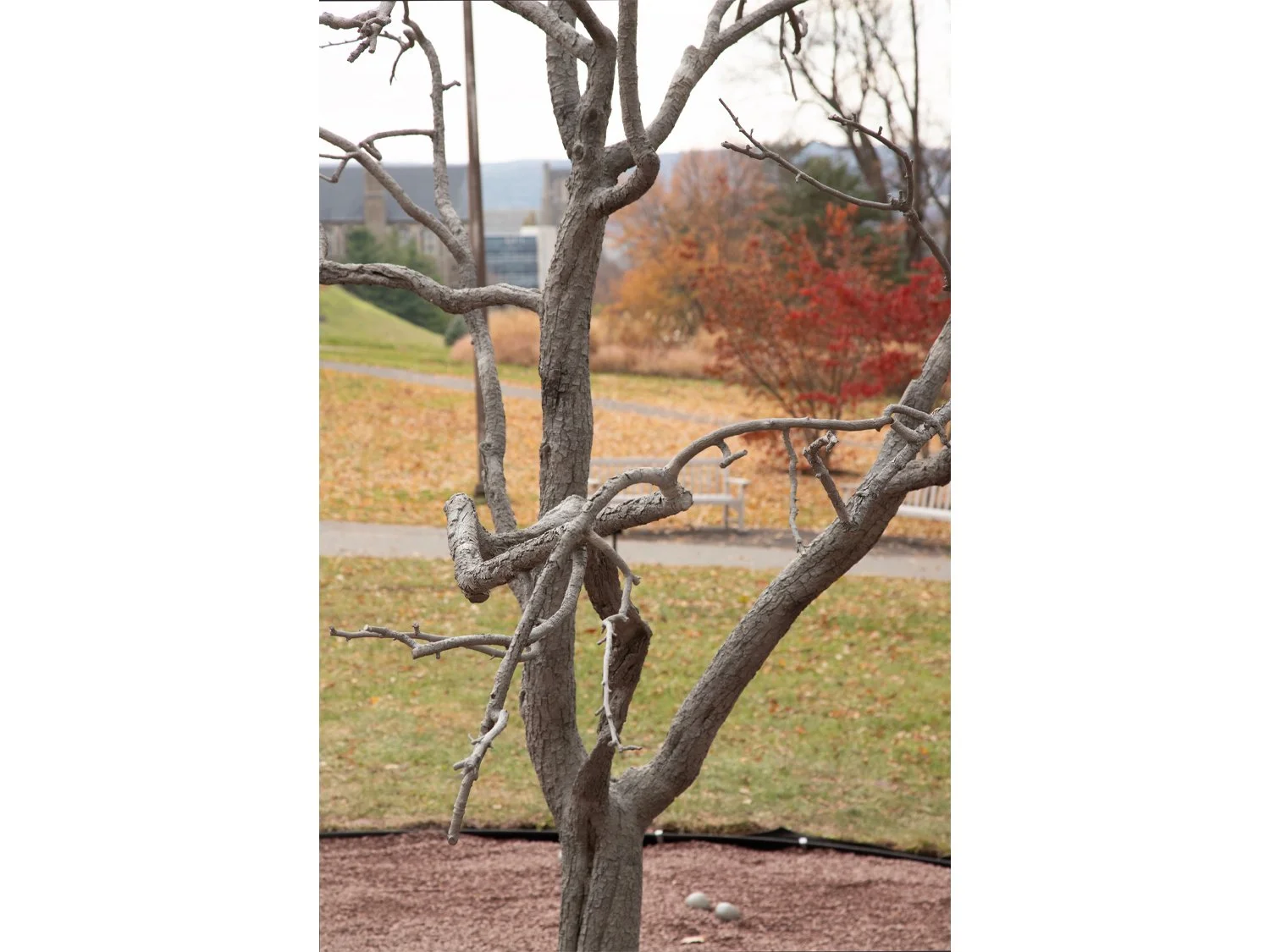 08_Pondick_Untitled Tree.jpg