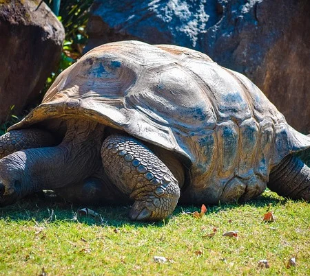 生豆評測 002 厄瓜多 加拉巴哥群島