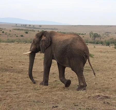 生豆評測 003 肯亞 恩代貝斯 日曬 AA