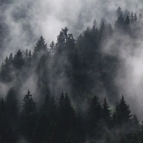 生豆評測 005 哥倫比亞考卡山谷雲霧莊園水洗蘇丹汝媚