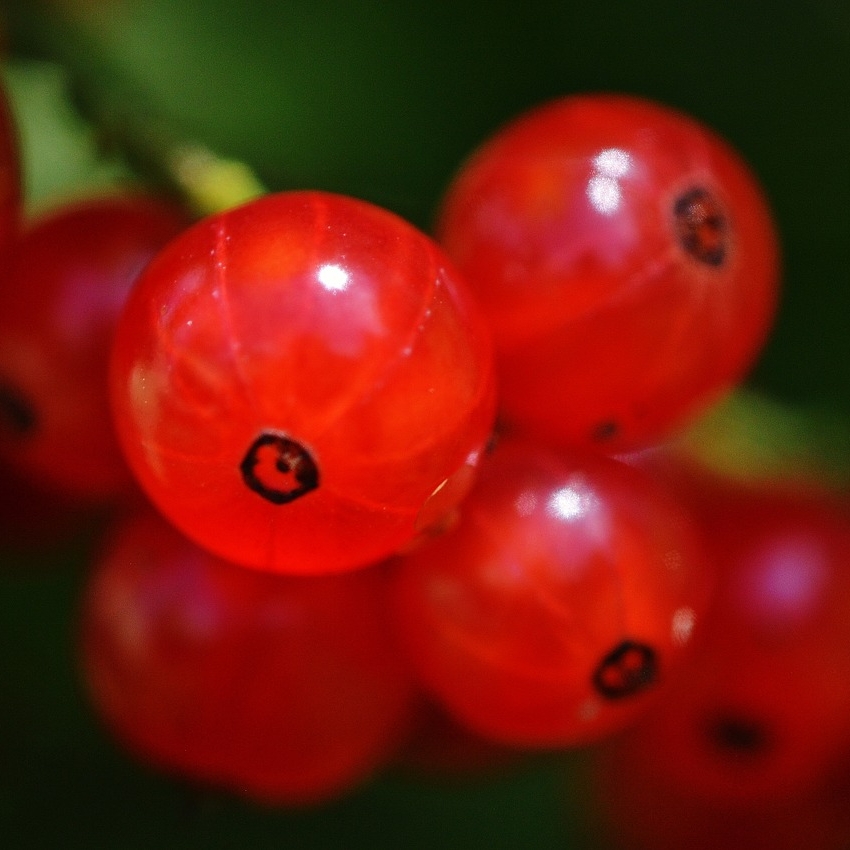 生豆評測 009 肯亞 穆蘭納區 剛鐸處理廠AA
