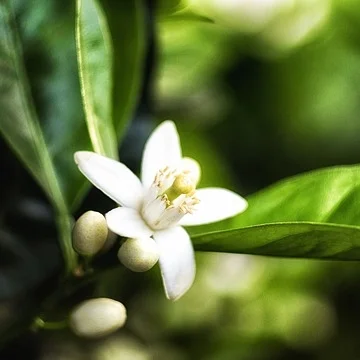 生豆評測 011 瓜地馬拉聖費麗莎莊園橘蜜波旁