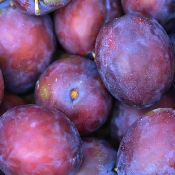 生豆評測 013 肯亞 AA Top 卡洛圖