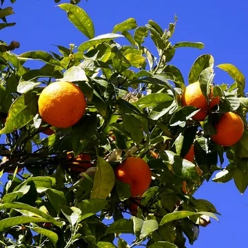 生豆評測 014 衣索比亞 罕貝拉莊園 聖獅單一農場 慢速乾燥 105 批次