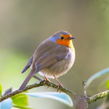 生豆評測 019 巴拿馬 詹森莊園 藝伎水洗