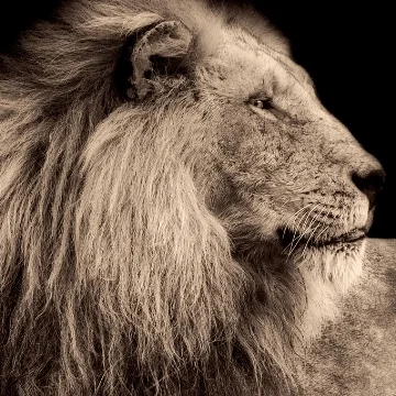 生豆評測 027 衣索比亞 西達摩 谷吉 獅子王 日曬 G1