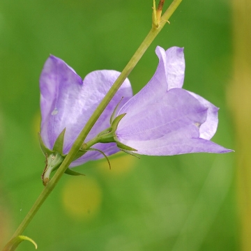 生豆評測 029 衣索比亞 古吉 塔莎亞 紫風鈴 日曬 G1