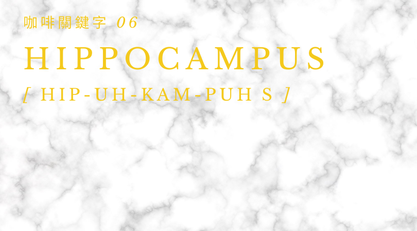 咖啡關鍵字 06：Hippocampus