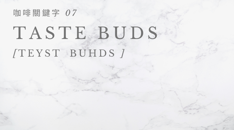 咖啡關鍵字 07：Taste Bud