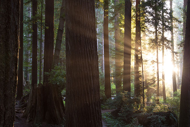 Redwood trees offer a nice alternative to the traditional psychotherapy office.
