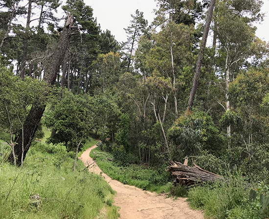 One of my favorite trails in Redwood Regional. No redwoods on this trail, though!