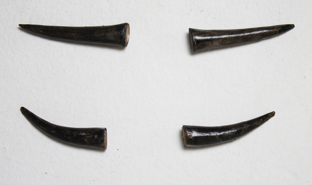 bison-horns.jpg