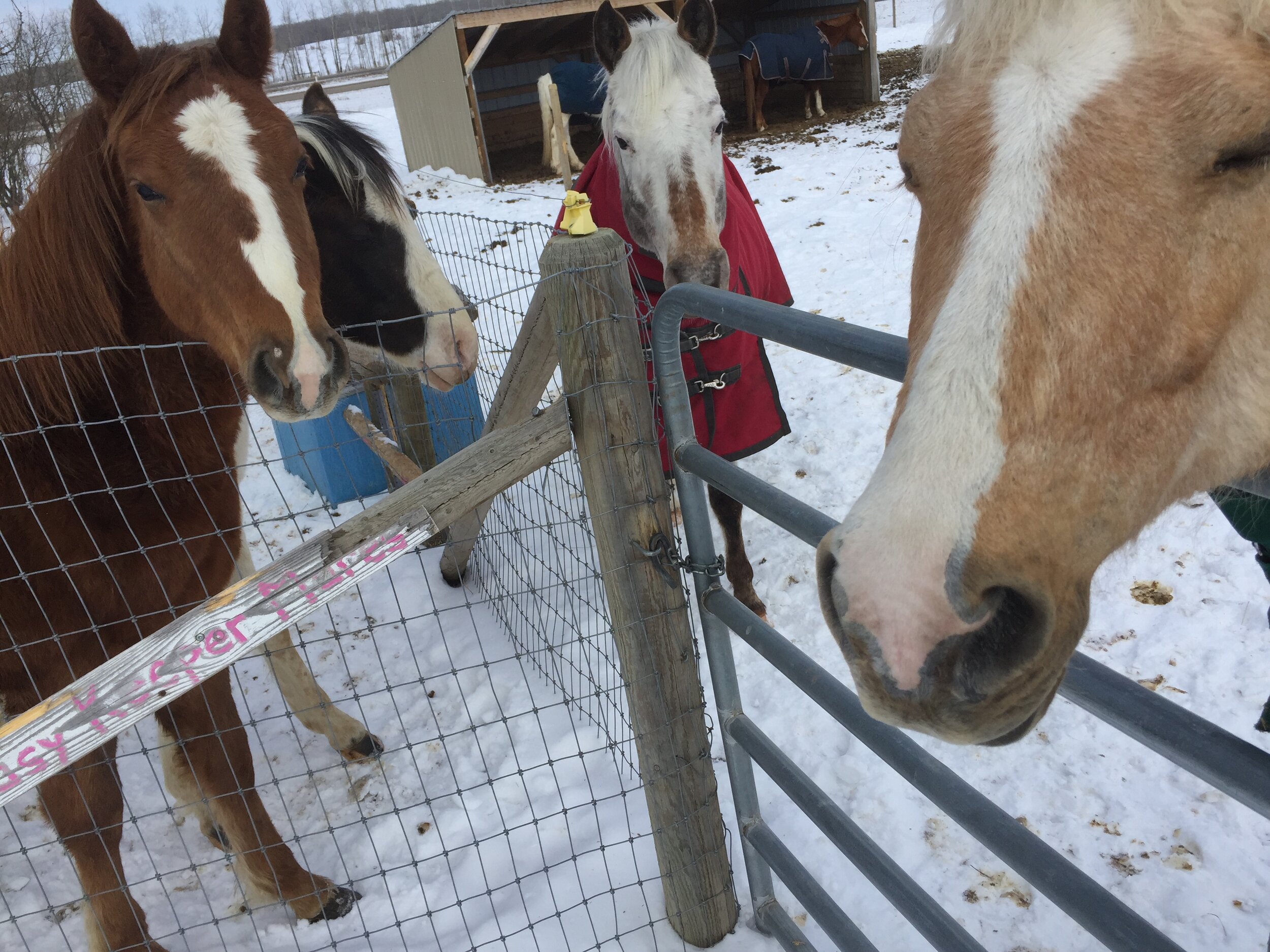 Visiting the horses