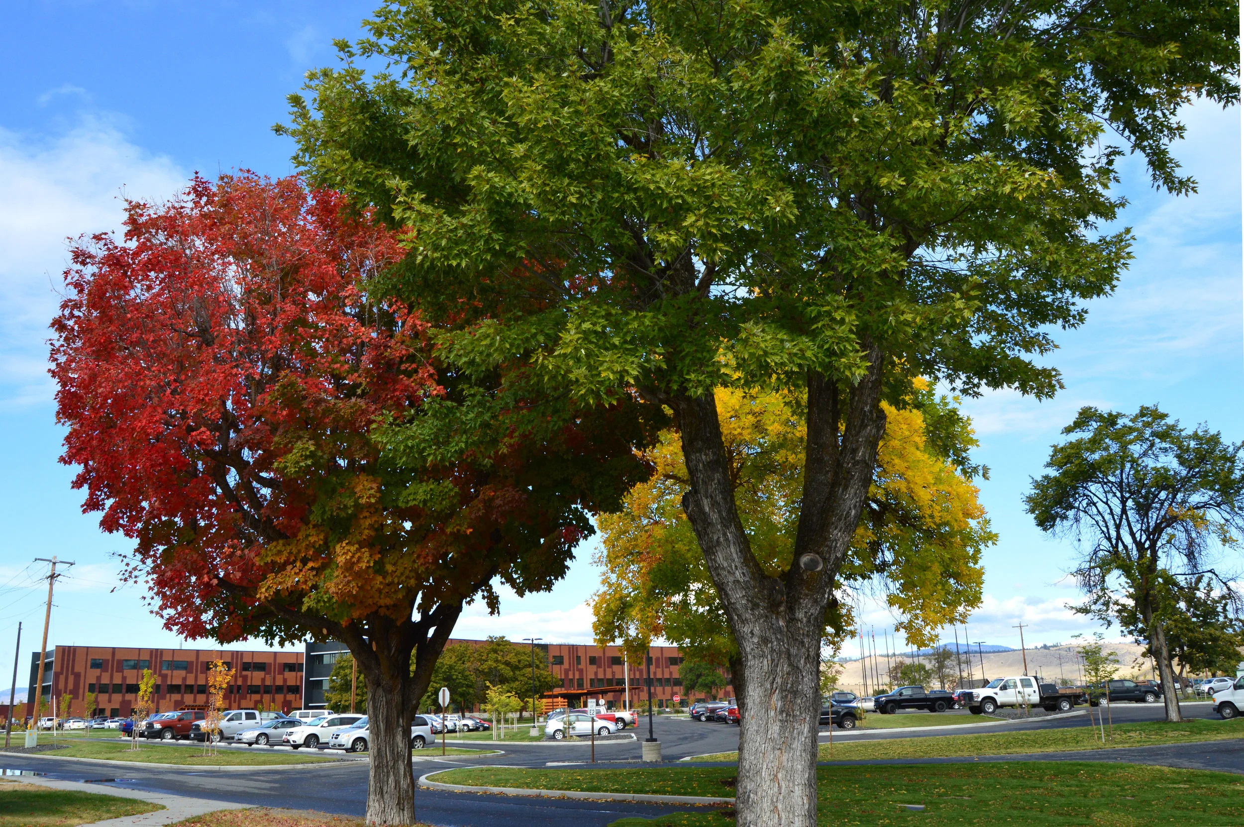 Fall.jpg