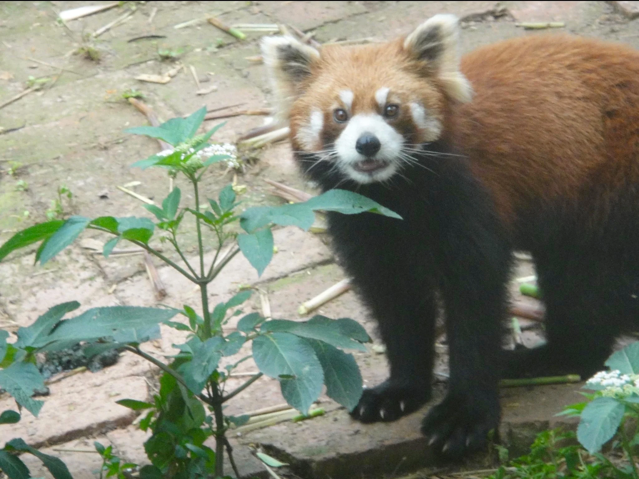 Red Panda at Chengdu Panda Base