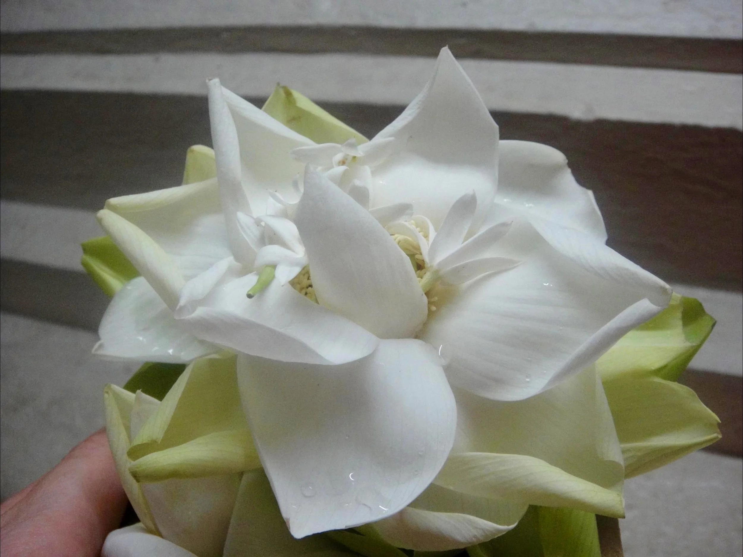 Flower Offering
