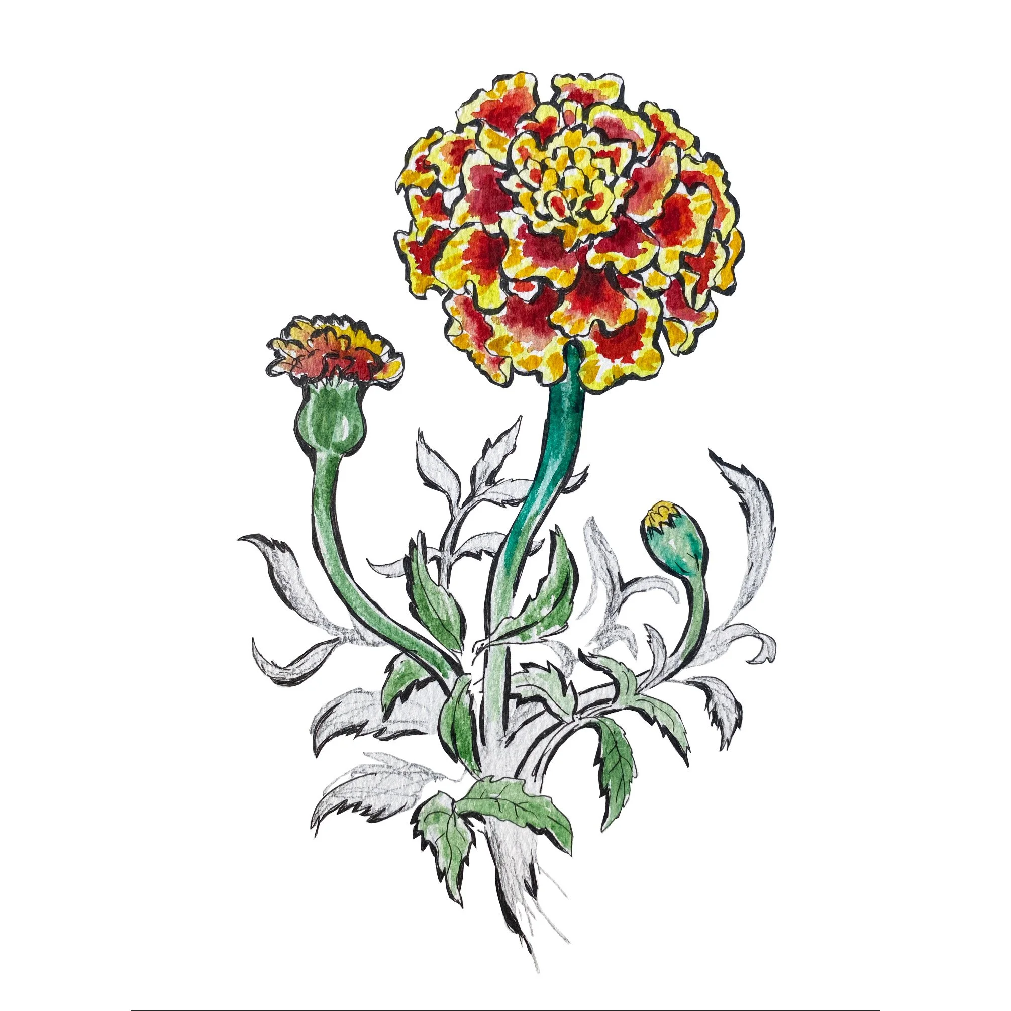 Marigold_sq.jpg