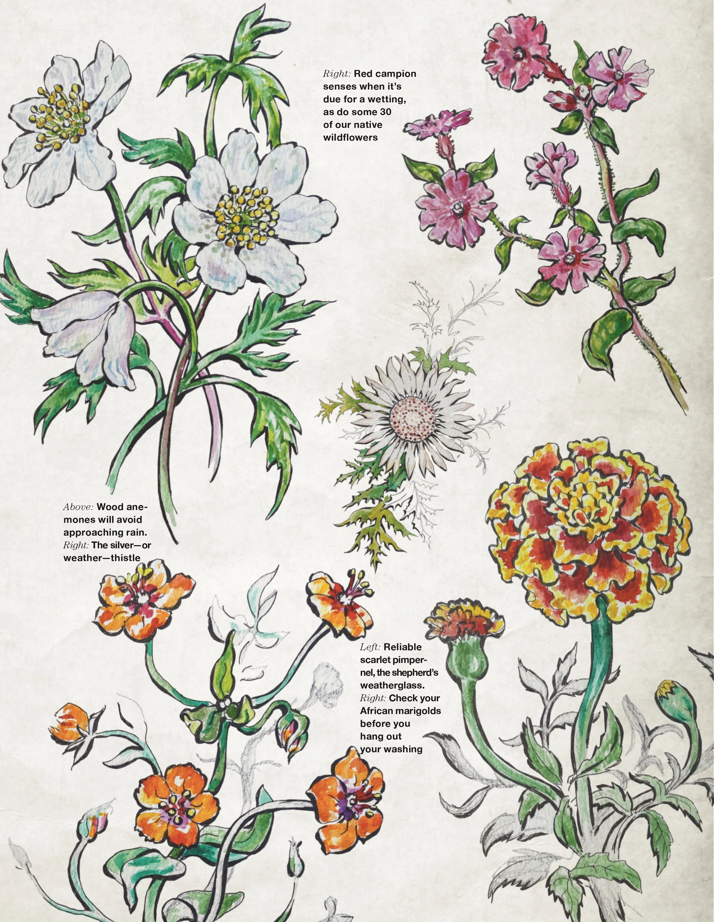 AUG 18 Wildflowers-2.jpg