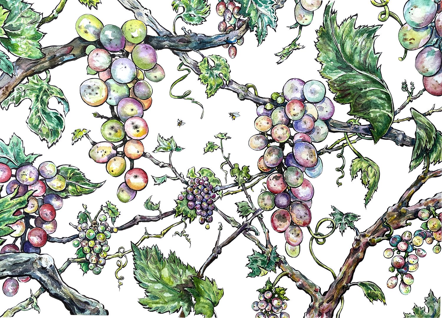 grapes.jpg