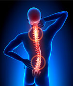 Spine.jpg