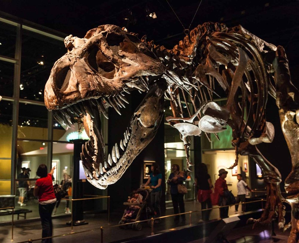 The Royal Tyrrell Museum's new app is a The-saurus of Information — Cuseum
