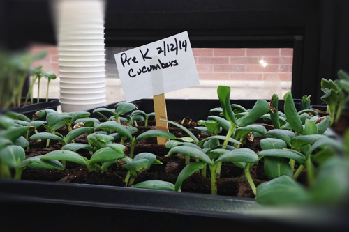 Greenhouse-img-2090926.png