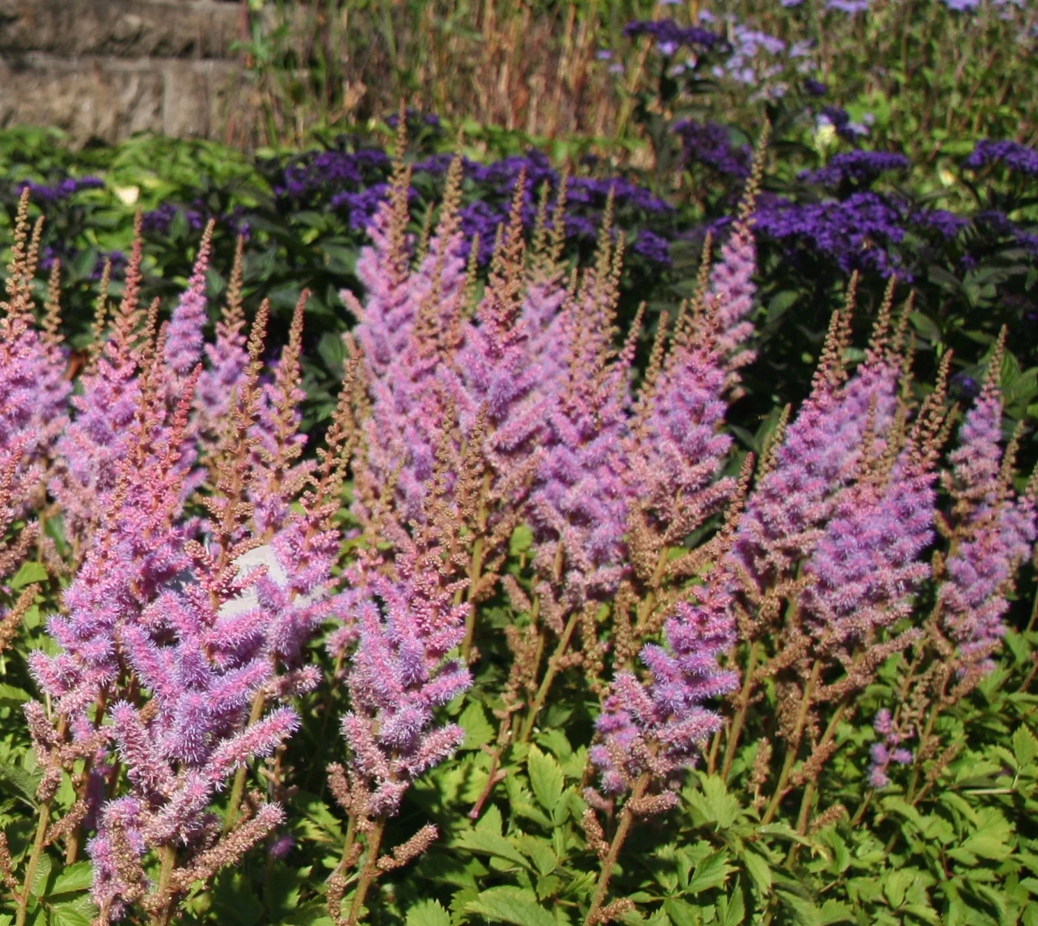 Astilbe