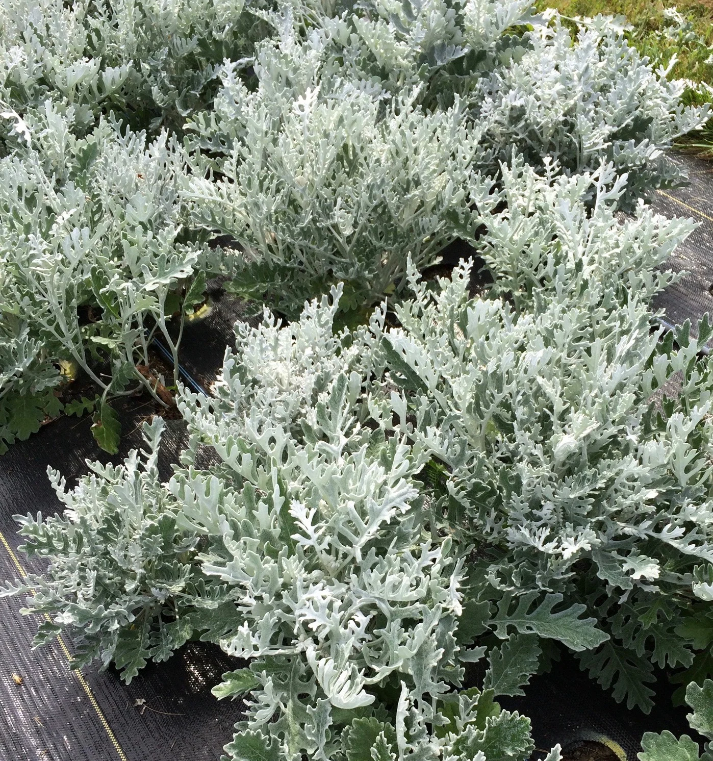 Dusty Miller