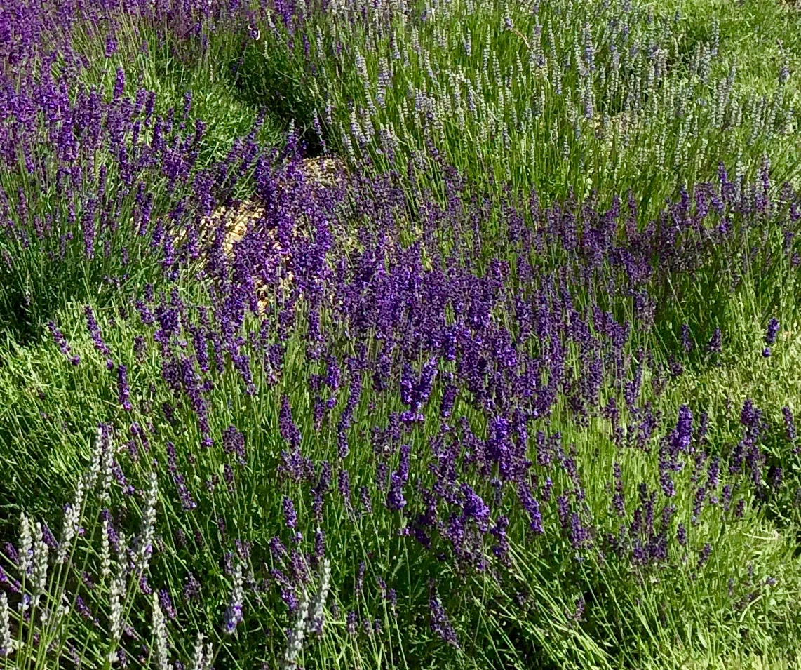 Lavender