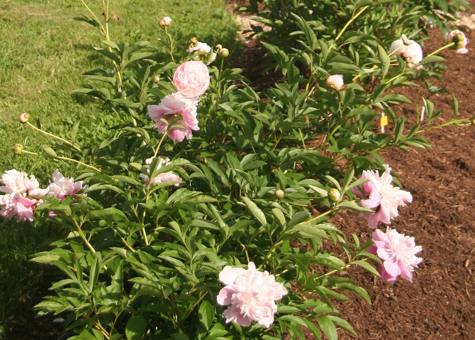 Peony