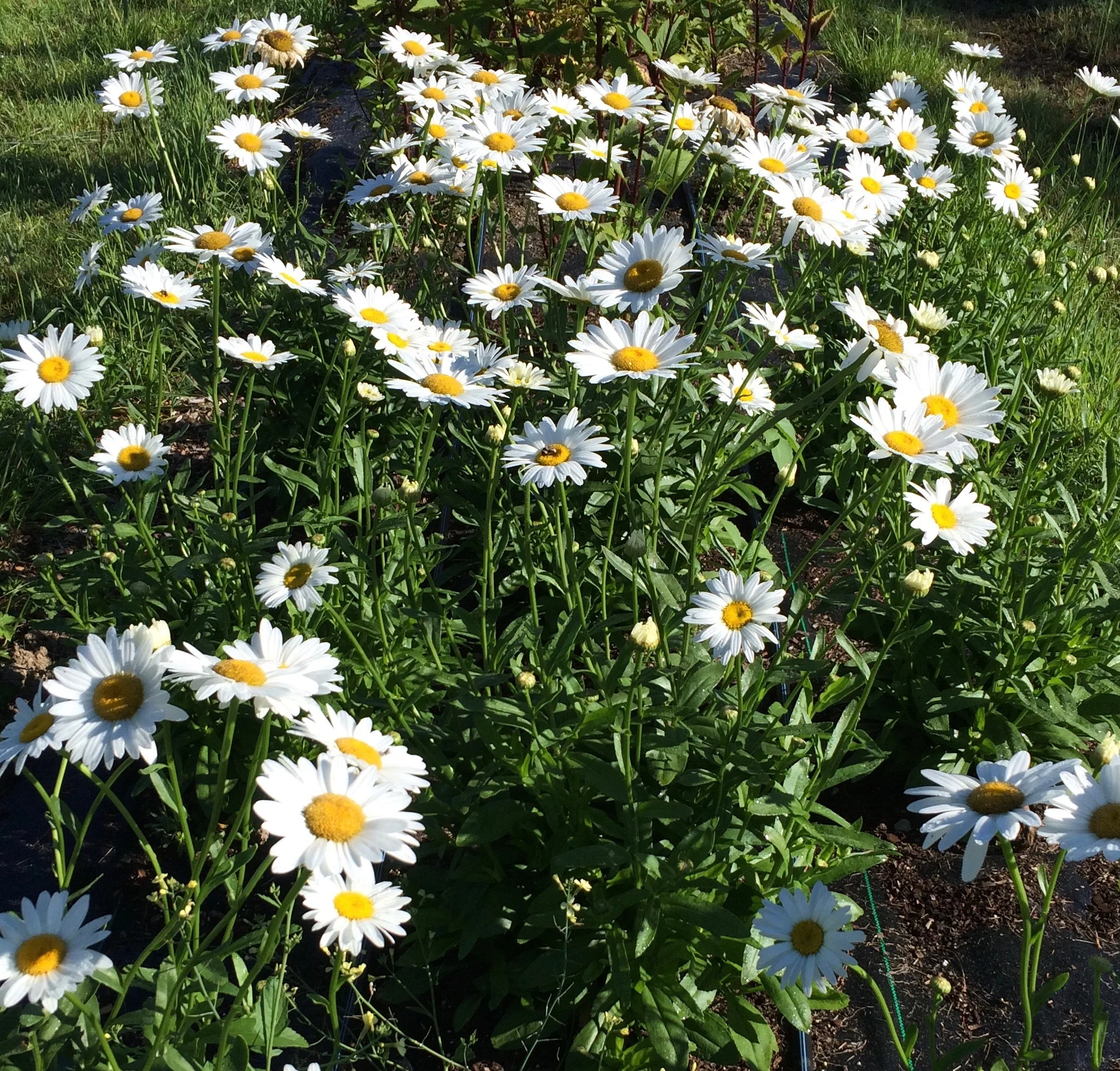 Shasta Daisy ‘Becky’