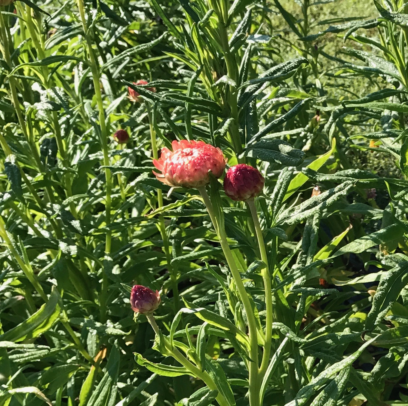 Straw flowers