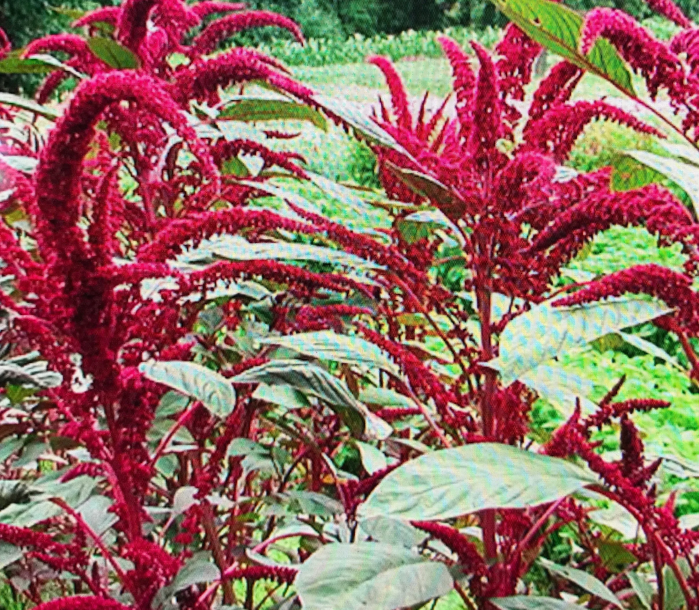 Red Spike Amaranthus