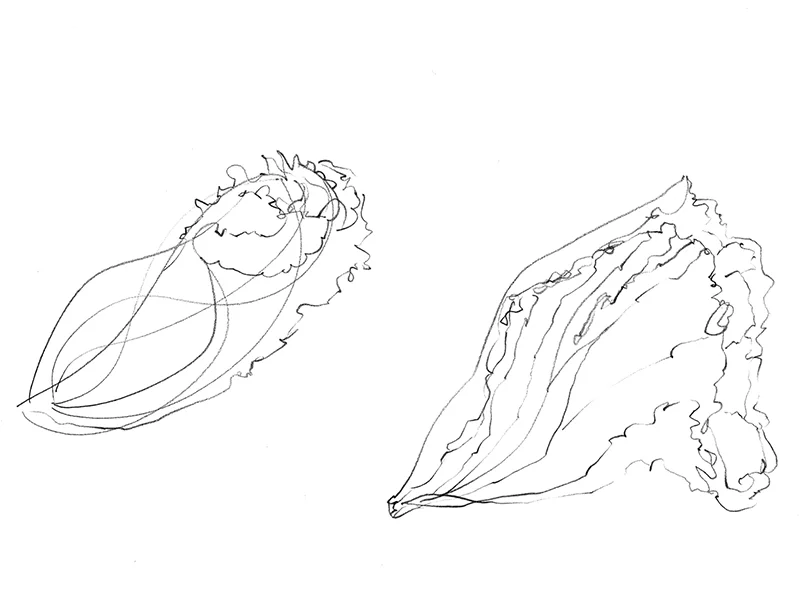 hibiskus.jpg