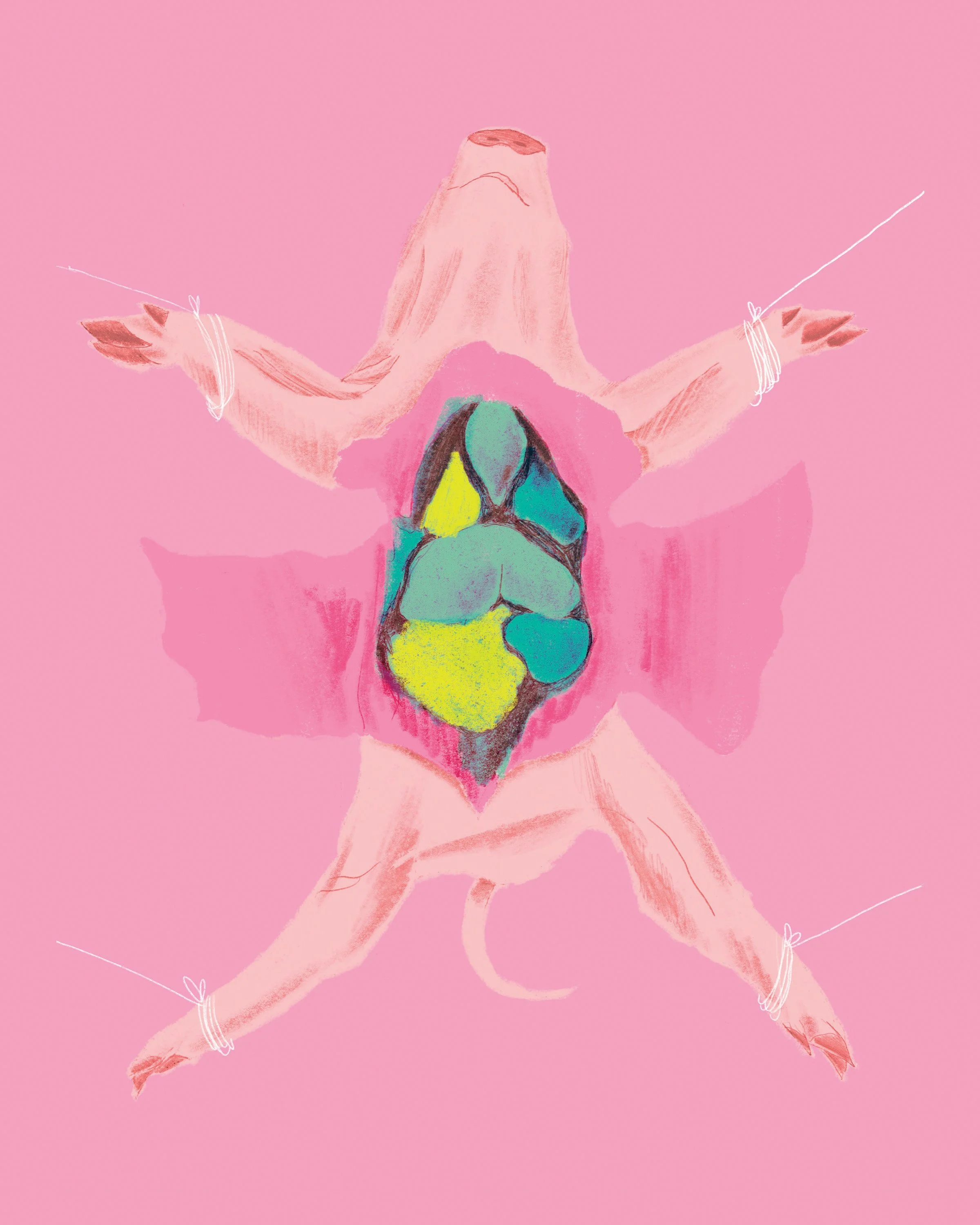 print_dissection_loose_pig_RGB.jpg