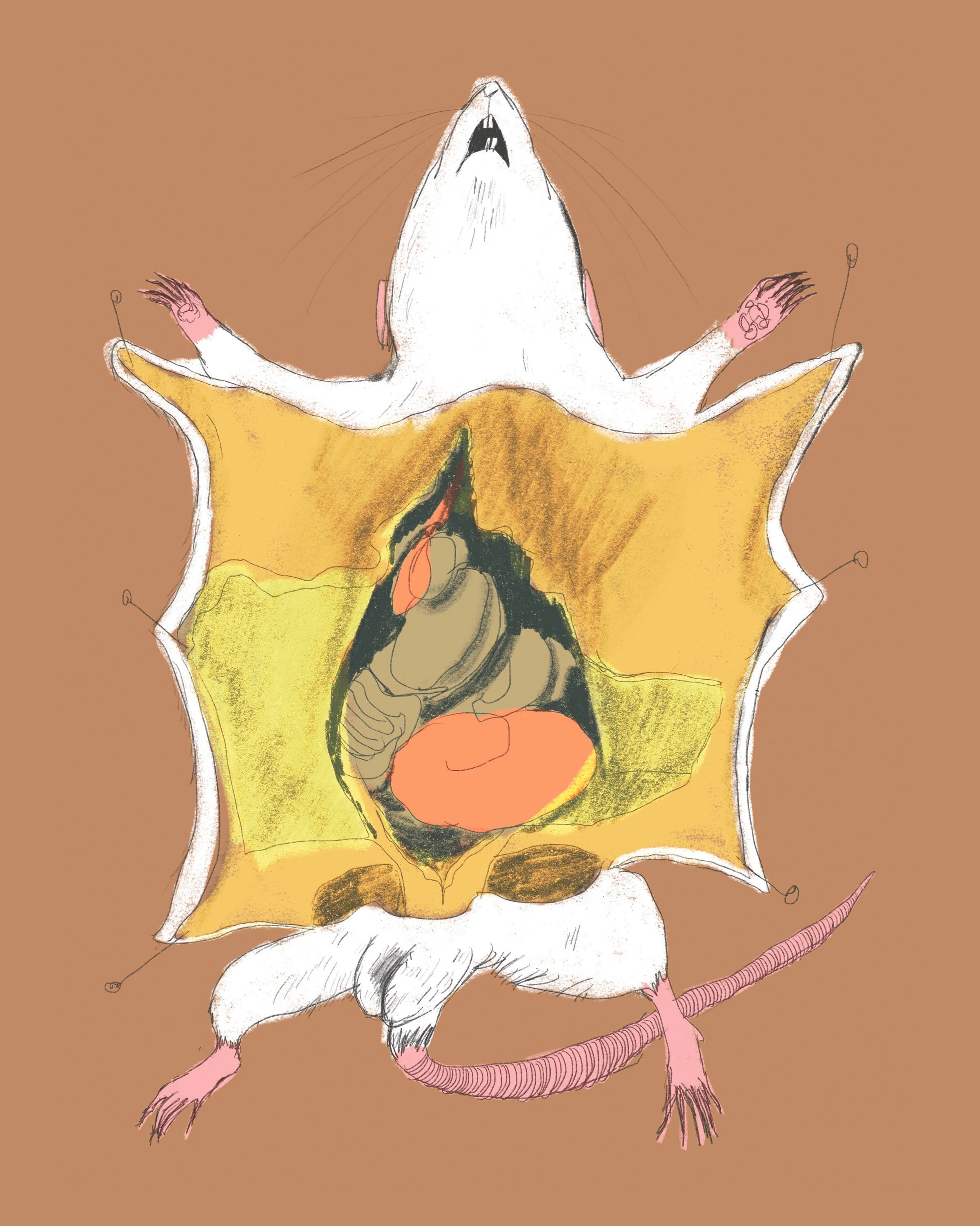print_dissection_loose_rat.jpg