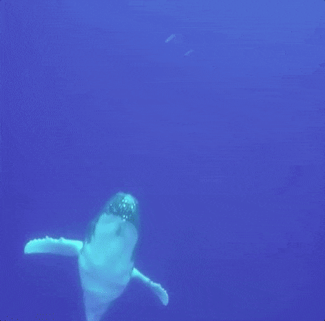 giphy (2).gif