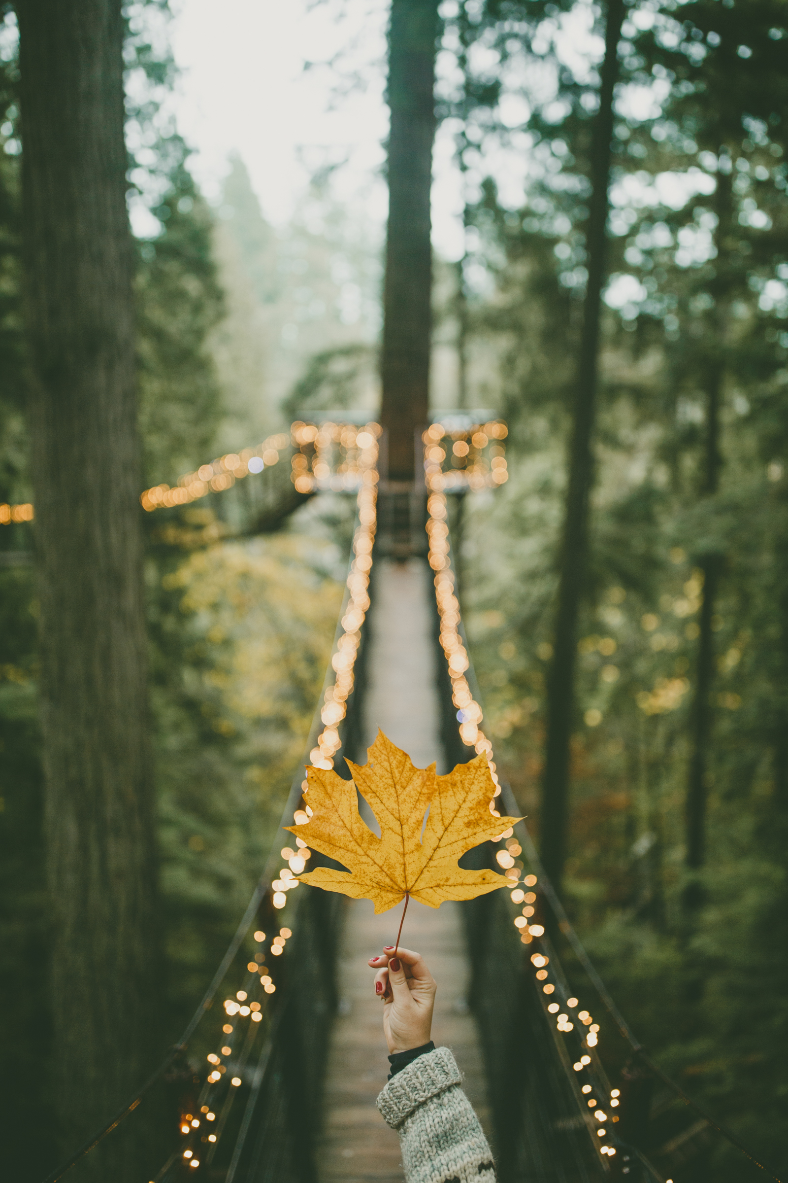 Fall at Capilano Suspension Bridge.jpg