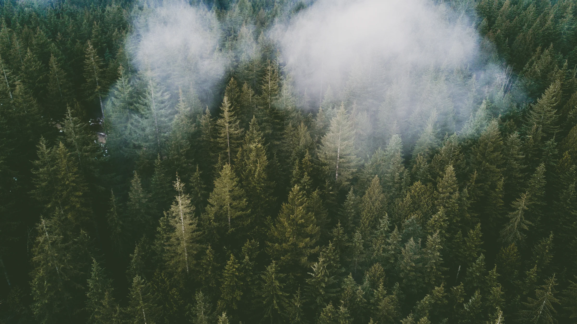 Cloud + Trees.jpg