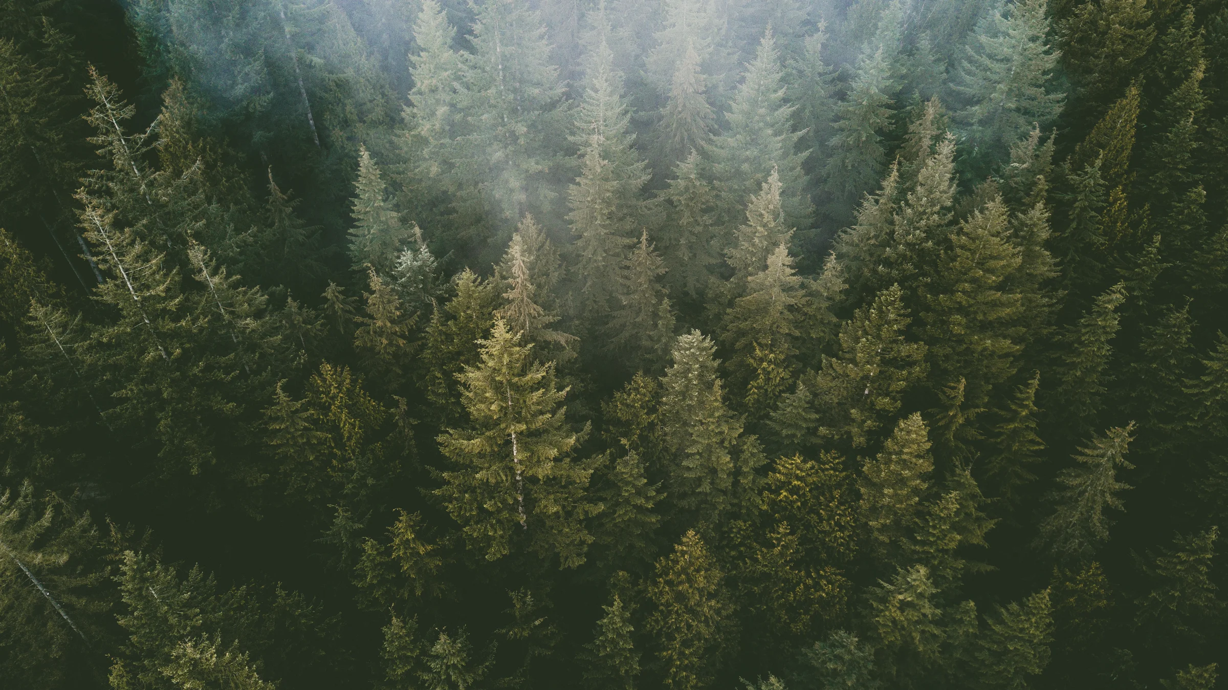 Misty Trees.jpg