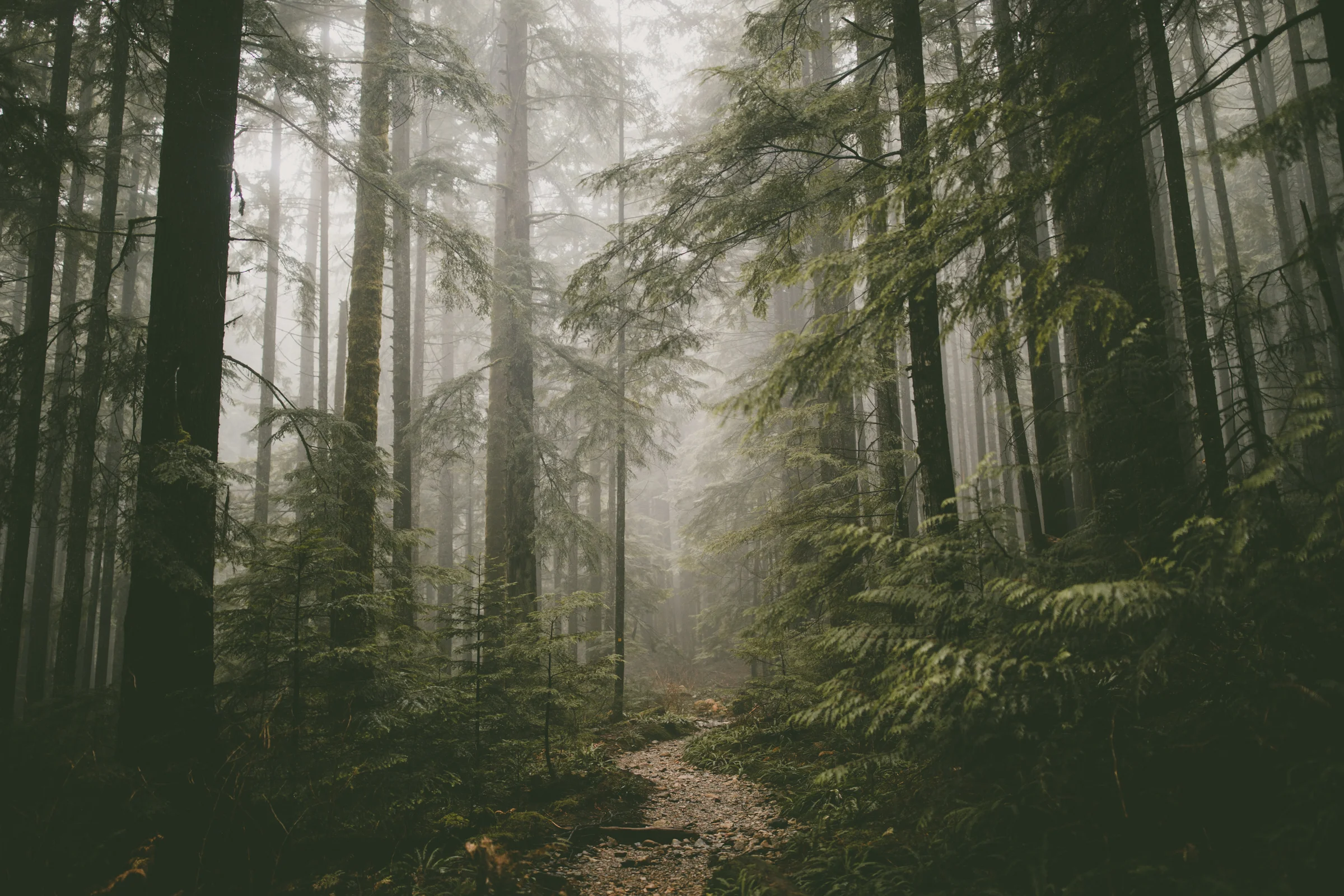 The Foggy Path Ahead.jpg